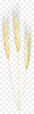 Wheat Cartoon Download this premium vector about cartoon wheat isolated set, and discover more than 10 million professional graphic resources on freepik. subpng