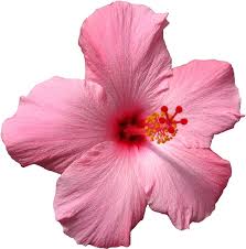 Edible flowers for cake und mehr. Pink Spinning Sticker By Jess Mac For Edible Wafer Purple Hibiscus Flowers Cake Decorations Clipart Full Size Clipart 1586394 Pinclipart