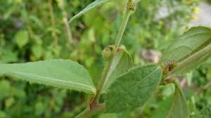 Image result for Triumfetta tomentosa