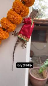 A man surprised viewers by creating a handmade kurti not for a person, but for a wall lizard. He carefully dressed the tiny reptile, which calmly walked along the wall wearing the