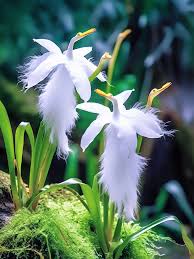 Image result for Habenaria magnirostris