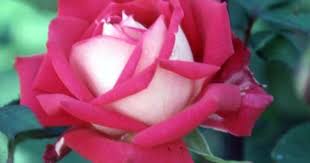 袁晓辉rita 玫瑰的種類roses hybrid tea roses tea roses rose