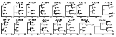 Image result for Gossypioides kirkii