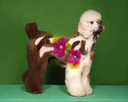 When Poodles Turn Into Peacocks Funny Dog Images Dog Haircuts Poodle Haircut