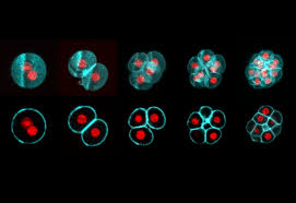 In other words, it's a fertilized egg, with the potential to develop into a living organism. Tracking The Beginning Of Life Embl