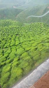 Maybe you would like to learn more about one of these? Ladang Teh Cameron Highland Bharat Cameron Highlands Outdoor Farmland
