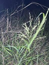 Image result for Panicum coloratum