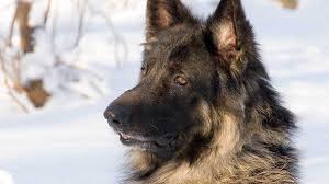 Click on a breeder to find out information about their puppies for sale, including descriptions, videos, pictures and contact information. Shiloh Shepherd Dog Breed Everything About Shiloh Shepherds