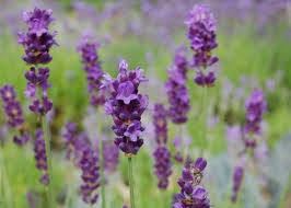Regelmäßiges unkraut jäten gehört zum beispiel dazu. Lavendel Peter Pan Lavandula Angustifolia Gartnerei Gartenrot