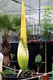 Die titanenwurz oder titanwurz gehört zu den aronstabgewächsen araceae. Amorphophallus Titanum An Der Rub Bochumer Stadt Und Studierendenzeitung