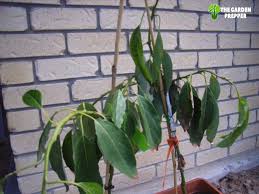 Growing fig trees in a container means the plant will occupy the root zone of their pots quickly and then spend their energy producing fruit. Avocado Tree Transplant Shock Prevention And Recovery Tips