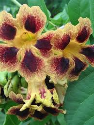 Image result for Hirtella zanzibarica