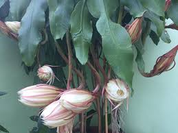 Image result for hoa quynh images