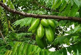 Maybe you would like to learn more about one of these? Bilimbi Fruit Averrhoa Bilimbi Cucumber Tree Tree Sorrel Tree Averrhoa Oxalidaceae Flora Sour Edible Pikist