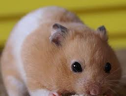 Hamster Pregnancy Calculator Gestation Calculator Com