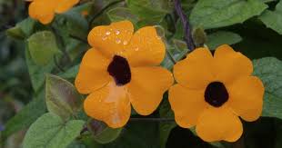 Image result for Thunbergia stelligera