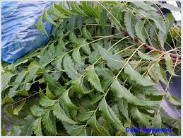 Check spelling or type a new query. Daun Semambu Sumijelly S
