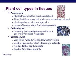 Maybe you would like to learn more about one of these? Plant Anatomy And Transport Ppt Video Online Download