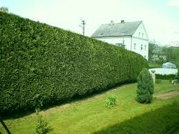 We did not find results for: 1 Cherry Laurel Fast Growing Evergreen Hedging Plant 25 30cm In Pot 3fatpigs Outdoor Plants Home Garden Store Cate Org