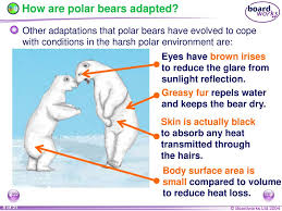 Sign in, choose your gcse subjects and see content that's tailored for you. Ks4 Biology Adaptation Ppt Download