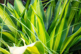 Check spelling or type a new query. Plantes D Ombre 15 Plantes Qui N Ont Pas Besoin De Soleil Pour Grandir
