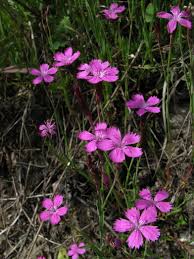 Image result for Dianthus chimanimaniensis