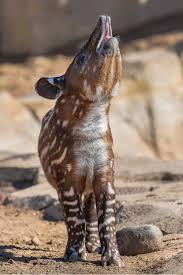 Cute Baby Tapir Raises Its Long Snout San Diego Zoo Tropical Animals Tapir San Diego Zoo