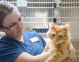 Because of this, the new vets' incomes are decreasing the average salary of all veterinarians. Veterinary Technician Salary How Much Does A Vet Tech Make Guess