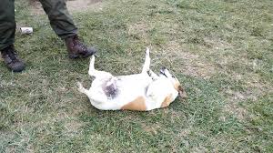 Top 30 fat dog gifs find the best gif on gfycat download this free vector about funny corgi dog 1 the fat dog and i gifs find share on giphy fat cartoon gif lowgif you can vote up your favorite. Happy Fat Dog