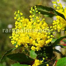 Yellow flowering trees in oregon. Mahonia Aquifolium Oregon Hollygrape Buy Seeds At Rarepalmseeds Com