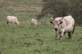 Image result for chillingham cattle