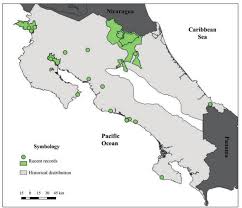 Image result for Rhytachne subgibbosa