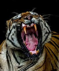Tigers of Tadoba forest, Maharashtra, India.