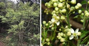 Image result for Clausena