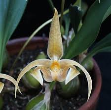 Image result for Bulbophyllum elliotii
