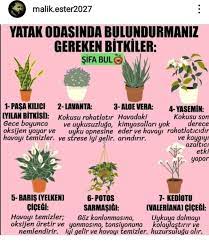 Melis Koc Adli Kullanicinin A Saglik Panosundaki Pin Bitki Dogal Tedaviler Aloe