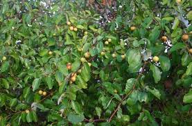 Pohon bidara daun pengusir jin dan sihir dan khasiatnya. Bibit Daun Bidara Buah Bidara Khasiat Daun Bidara Bagi Kesehatan