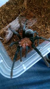 Add to cart view options. Bumba Cabocla Brazilian Redhead Tarantula For Sale Happyforest