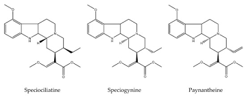 Image result for Mitragyna stipulosa