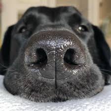 Boop Woodytheblacklab Black Labrador Retriever Boopmynose Dog Nose Black Labrador Dog Dogs