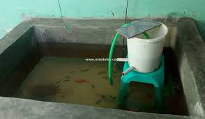 Di indonesia, ikan nila dikenal sebagai ikan yang gurih lezat dan banyak proteinya.nila pertama kali diperkenalkan diindonesia pada tahun 1969 dari taiwan. Cara Membuat Kolam Ikan Nila Beton Cara Membuat Kolam Ikan Nila Dari Dasar Jevt Online