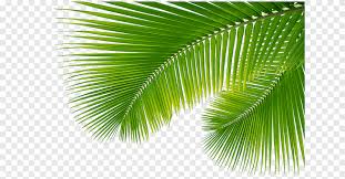 mini de recursos coconut leaves png pngegg mini de recursos coconut leaves png