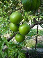 Buah ini memiliki beberapa senyawa antioksidan yang baik untuk kecantikan tubuh karena mencegah kerusakan sel. Pin On Tropical Fruit Trees Other Flora Fauna