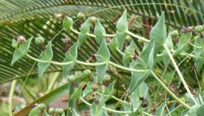 Image result for Euphorbia monteiroi