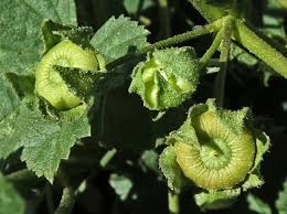 Image result for Malva neglecta