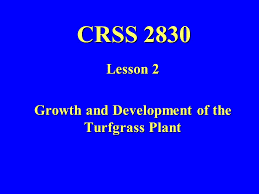 Detailed discussion of polyvinyl chloride (pvc) plastic piping. Crss 2830 Lesson 2 Growth And Development Of The Turfgrass Plant Ppt Download