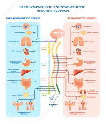 Human Nervous System Medical Vector Illustration Diagram With Parasympathetic And Sympathetic Nerves And All Connected Inner Organs Through Brain And Spinal Cord Educational Information Complete Guide Royalty Free Cliparts Vectors And Stock