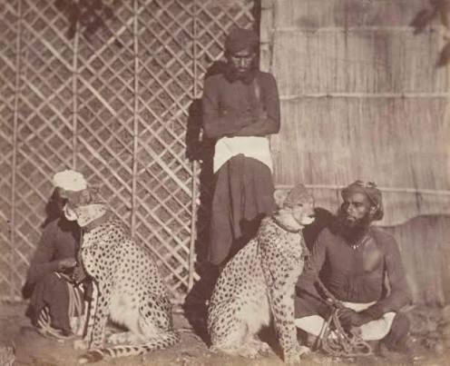 Hunting Cheetah with their Keepers - 1860s A group of the Pardhi tribe of Gujarat, Maharashtra and Madhya Pradesh specialised in snaring cheetahs and making use of them to hunt to the
