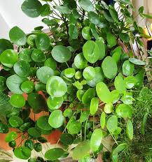 We know that your investments are more than just savings for your future. Pin On Pilea Inspo Tips Decor