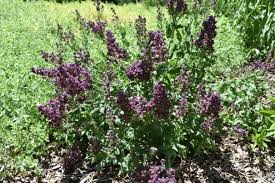 Image result for Suaeda plumosa